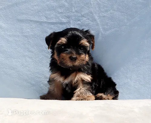 Toy Yorkie Puppy Boy (Benny) – Yorkshire Terrier puppy for sale in Los Angeles, CA