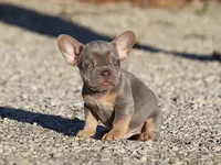 AKC Lilac Tri French Bulldog Puppy Boy, a male French Bulldog for sale in Los Angeles, CA – 10 of 10
