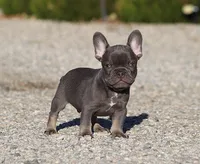 AKC Blue Tri French Bulldog Puppy Boy, a male French Bulldog for sale in Los Angeles, CA – 10 of 10