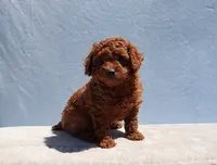 AKC Red Toy Poodle Puppy Boy (Aloha), a male Poodle - Toy  for sale in Los Angeles, CA – 6 of 10