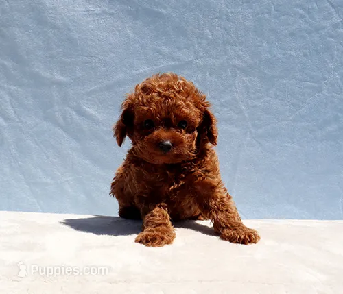 AKC Red Toy Poodle Puppy Boy (Zero) – Poodle - Toy  puppy for sale in Los Angeles, CA