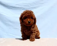 AKC Red Toy poodle Puppy Girl (Olive), a female Poodle - Toy  for sale in Los Angeles, CA – 2 of 5