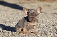 AKC Lilac Tri French Bulldog Puppy Boy, a male French Bulldog for sale in Los Angeles, CA – 4 of 10