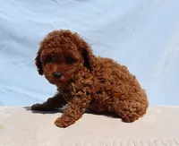 AKC Red Toy poodle Puppy Girl (Olive), a female Poodle - Toy  for sale in Los Angeles, CA – 3 of 5