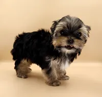 Toy Yorkie Puppy Girl (Rumi), a female Yorkshire Terrier for sale in Los Angeles, CA – 10 of 10