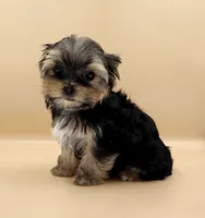Toy Yorkie Puppy Girl (Rumi), a female Yorkshire Terrier for sale in Los Angeles, CA – 7 of 10