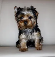 Toy Yorkie Puppy Boy (Oreo), a male Yorkshire Terrier for sale in Los Angeles, CA – Photo 1 of 5