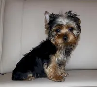 Toy Yorkie Puppy Boy (Oreo), a male Yorkshire Terrier for sale in Los Angeles, CA – Photo 3 of 5