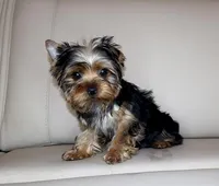 Toy Yorkie Puppy Boy (Oreo), a male Yorkshire Terrier for sale in Los Angeles, CA – Photo 5 of 5