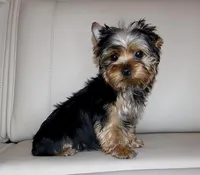 Toy Yorkie Puppy Boy (Oreo), a male Yorkshire Terrier for sale in Los Angeles, CA – Photo 4 of 5