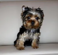 Toy Yorkie Puppy Boy (Oreo), a male Yorkshire Terrier for sale in Los Angeles, CA – Photo 2 of 5