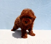 AKC Red Toy Poodle Puppy Girl (Peach), a female Poodle - Toy  for sale in Los Angeles, CA – 5 of 5