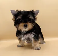 Toy Yorkie Puppy Girl (Lovey), a female Yorkshire Terrier for sale in Los Angeles, CA – 3 of 10