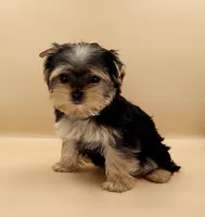 Toy Yorkie Puppy Girl (Bella), a female Yorkshire Terrier for sale in Los Angeles, CA – 7 of 9