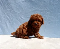 AKC Red Toy Poodle Puppy Boy (Zero), a male Poodle - Toy  for sale in Los Angeles, CA – 5 of 9