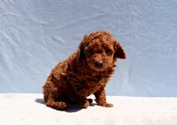 AKC Red Toy Poodle Puppy Boy (Aloha), a male Poodle - Toy  for sale in Los Angeles, CA – 9 of 10
