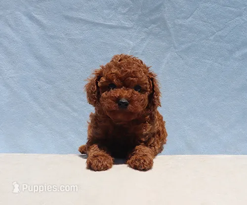 AKC Red Toy Poodle Puppy Girl (Tina) – Poodle - Toy  puppy for sale in Los Angeles, CA