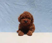 AKC Red Toy Poodle Puppy Girl (Tina), a female Poodle - Toy  for sale in Los Angeles, CA – 1 of 10