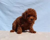 AKC Red Toy Poodle Puppy Boy (Milo), a male Poodle - Toy  for sale in Los Angeles, CA – 3 of 5