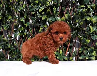 AKC Red Toy Poodle Puppy Girl (Ocean), a female Poodle - Toy  for sale in Los Angeles, CA – 4 of 5