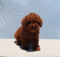AKC Red Toy Poodle Puppy Girl (Uris), a female Poodle - Toy  for sale in Los Angeles, CA – 2 of 7