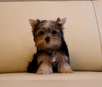 Tiny Teacup Yorkie Puppy Boy (Gizmo), a male Yorkshire Terrier for sale in Los Angeles, CA – 4 of 5