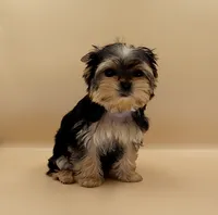 Toy Yorkie Puppy Girl (Bella), a female Yorkshire Terrier for sale in Los Angeles, CA – 8 of 9