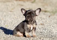 AKC Blue Tri French Bulldog Puppy Girl, a female French Bulldog for sale in Los Angeles, CA – 2 of 9