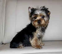 Toy Yorkie Puppy Boy (Oreo), a male Yorkshire Terrier for sale in Los Angeles, CA – 6 of 7