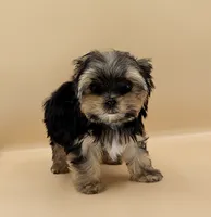 Toy Yorkie Puppy Girl (Rumi), a female Yorkshire Terrier for sale in Los Angeles, CA – 3 of 10