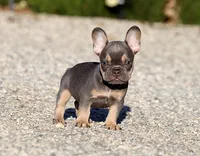 AKC Lilac Tri French Bulldog Puppy Boy, a male French Bulldog for sale in Los Angeles, CA – 6 of 9