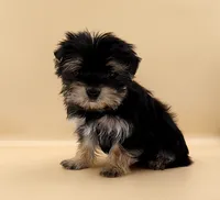Toy Yorkie Puppy Boy (Nitro), a male Yorkshire Terrier for sale in Los Angeles, CA – 10 of 10