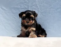 Toy Yorkie Puppy Boy (Benny), a male Yorkshire Terrier for sale in Los Angeles, CA – 7 of 9