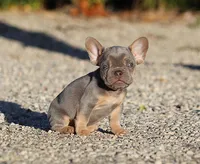 AKC Lilac Tri French Bulldog Puppy Boy, a male French Bulldog for sale in Los Angeles, CA – 8 of 10