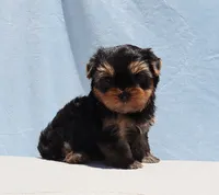 Teacup Yorkie Puppy Boy (Ralphy), a male Yorkshire Terrier for sale in Los Angeles, CA – 2 of 5