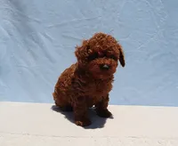 AKC Red Toy Poodle Puppy Girl (Tina), a female Poodle - Toy  for sale in Los Angeles, CA – 6 of 10