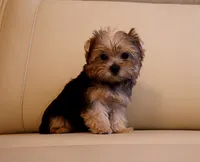 Tiny Teacup Yorkie Puppy Girl (Honey), a female Yorkshire Terrier for sale in Los Angeles, CA – 5 of 5