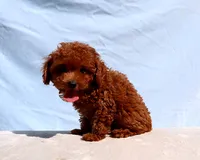AKC Red Toy Poodle Puppy Boy (Milo), a male Poodle - Toy  for sale in Los Angeles, CA – 5 of 5