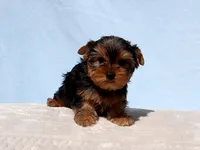 Toy Yorkie Puppy Boy (Reno), a male Yorkshire Terrier for sale in Los Angeles, CA – 5 of 10