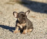 AKC Blue Tri French Bulldog Puppy Girl, a female French Bulldog for sale in Los Angeles, CA – 2 of 8