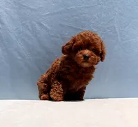 AKC Red Toy Poodle Puppy Boy (Royce), a male Poodle - Toy  for sale in Los Angeles, CA – 5 of 8