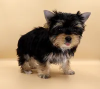 Toy Yorkie Puppy Girl (Lovey), a female Yorkshire Terrier for sale in Los Angeles, CA – 2 of 10