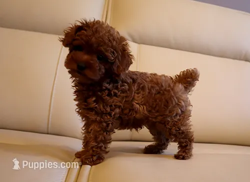 AKC Red Toy Poodle Puppy Boy (Ivan) – Poodle - Toy  puppy for sale in Los Angeles, CA