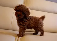 AKC Red Toy Poodle Puppy Boy (Ivan), a male Poodle - Toy  for sale in Los Angeles, CA – 1 of 5