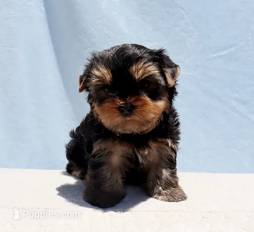 Teacup Yorkie Puppy Boy (Ralphy) – Yorkshire Terrier puppy for sale in Los Angeles, CA