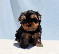 Teacup Yorkie Puppy Boy (Ralphy), a male Yorkshire Terrier for sale in Los Angeles, CA – 1 of 5