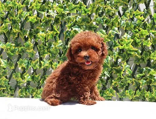AKC Red Toy Poodle Puppy Boy (Lois) – Poodle - Toy  puppy for sale in Los Angeles, CA