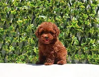 AKC Red Toy Poodle Puppy Boy (Lois), a male Poodle - Toy  for sale in Los Angeles, CA – Photo 3 of 5