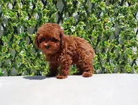 AKC Red Toy Poodle Puppy Boy (Lois), a male Poodle - Toy  for sale in Los Angeles, CA – Photo 4 of 5