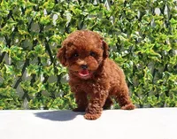 AKC Red Toy Poodle Puppy Boy (Lois), a male Poodle - Toy  for sale in Los Angeles, CA – Photo 5 of 5